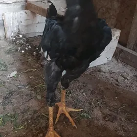 baýsy jüje.
