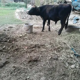 okuzce