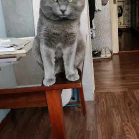 пропал кот