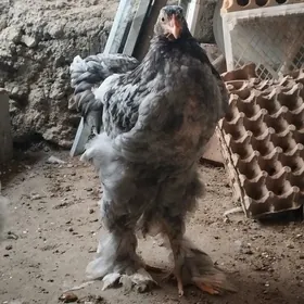 Brama