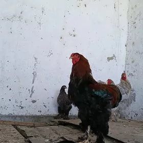 Brama Horaz