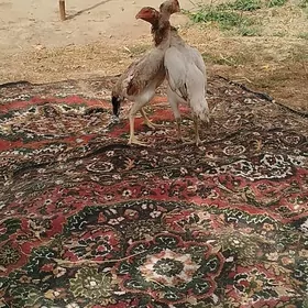 Baes màkiler
