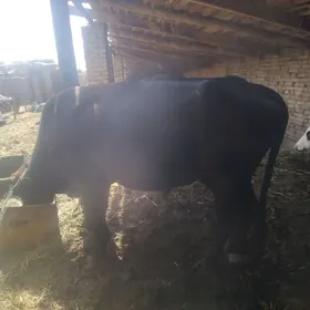 ÖKÜZLER