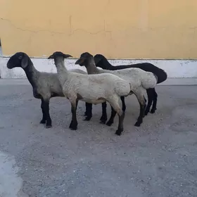 Tokli
