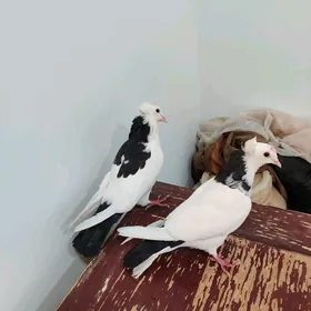 kepderi