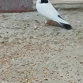 krpderi