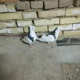 kepderi