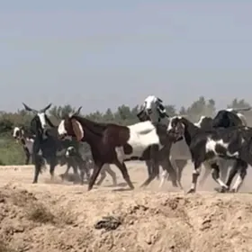 pakistan geciler