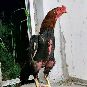 horaz