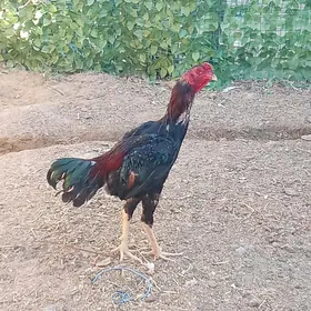 taşkent horaz
