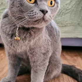 кошкакошка