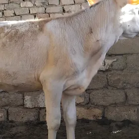 TÜWE ŞWES TOHIM MAL