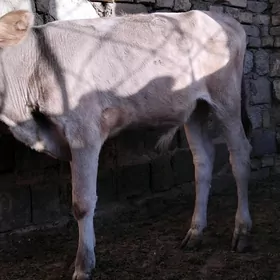 OĶÜZJE ŞWES TOHIM MAL