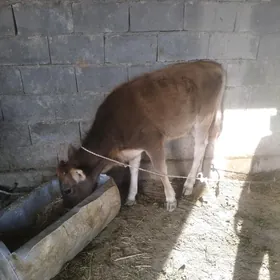 goleli sygyr tuwe
