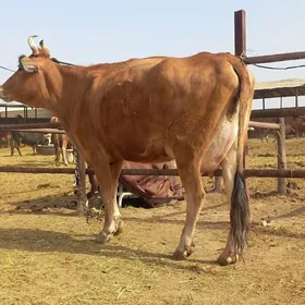 göleli.