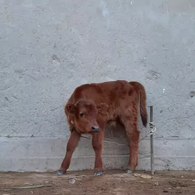 TEZE BOLAN ÝETIM ÖKIZ GÖLE