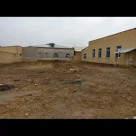 Howlu mellek cay Türkmenabat