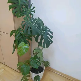 MONSTERA