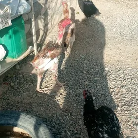 Taşkent