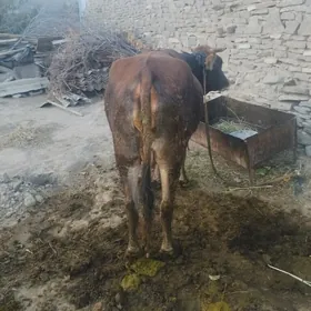 bakylan sygyr 3 guzlan