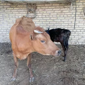 Saglyk sygyr
