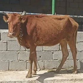 Bakymlyk Tüwe