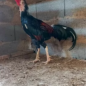 Taşkent horaz
