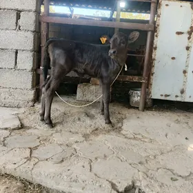tuwjik