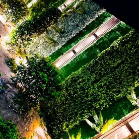 Фиттостена во дворе