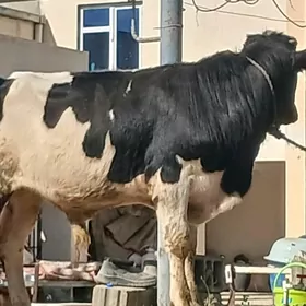 ökuz