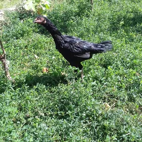 Baysow maki