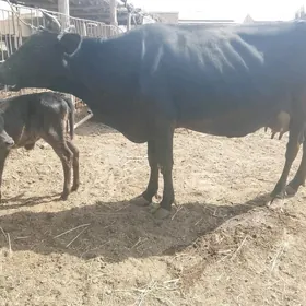 corny pyosdra goleli sygyr