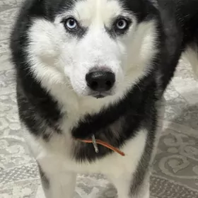 Хаски добрые руки
