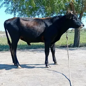 Öküz