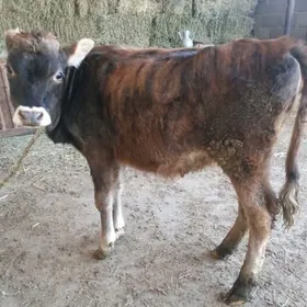 Tüwe