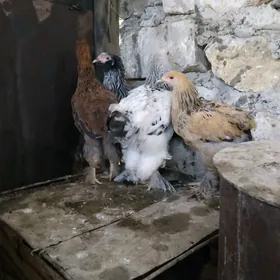 BRAMA