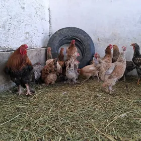 horaHoroz  towuk