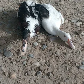 gibyryt ördek tyroýka horaz