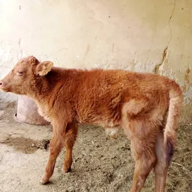 Göle