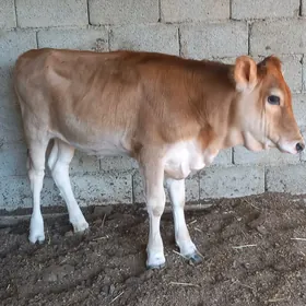 Tüwe