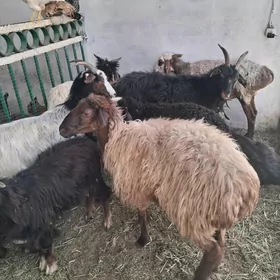 goyyn geci cebiş tokly