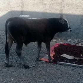 öküz