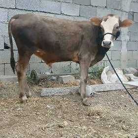Öküz