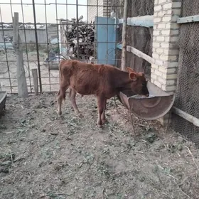 ökuz
