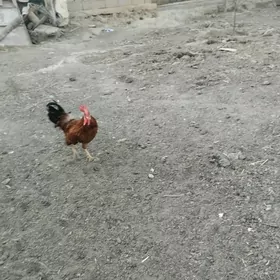horaz