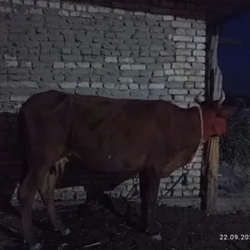 YEKETAR SYGYR