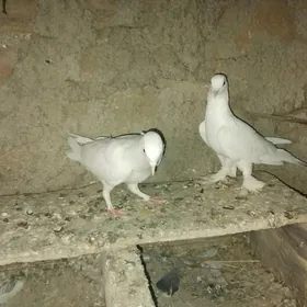 kepder
