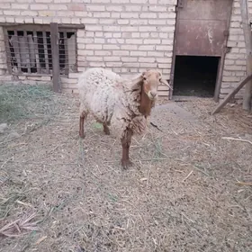 koçkar