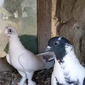 kepderi