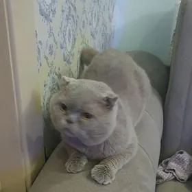 Оригинал КОТЫ